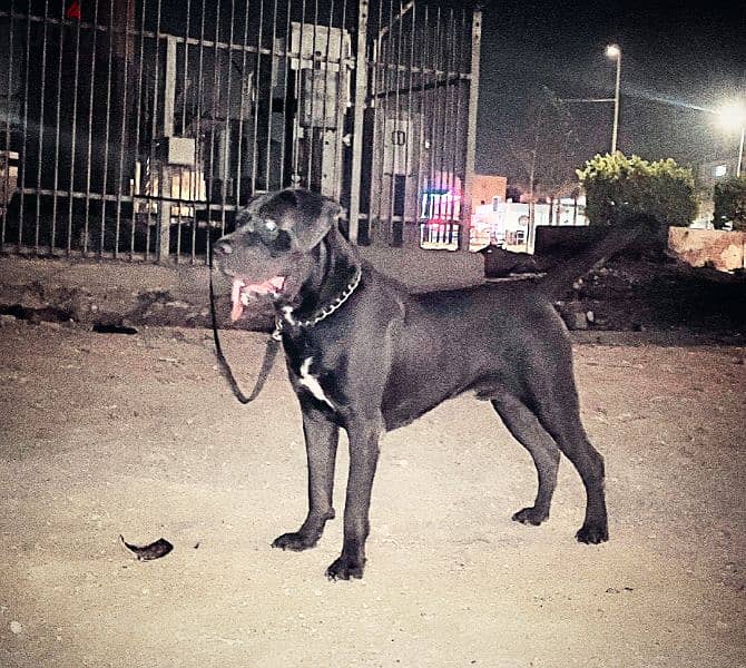 cane Corso 0