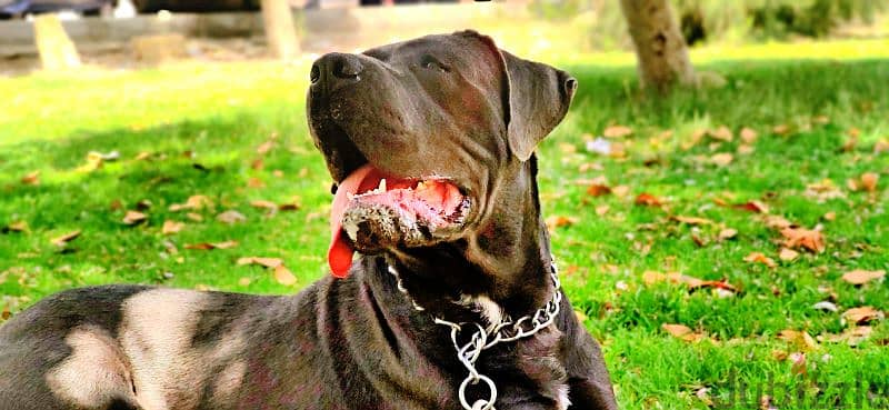 cane Corso 1