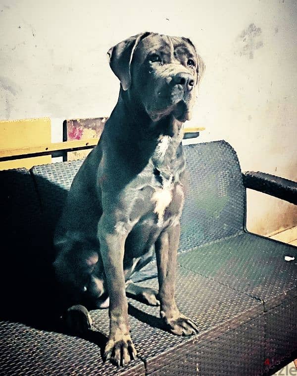 cane Corso 2