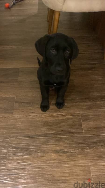 Labrador retriever -3 months - L. E 5000 1