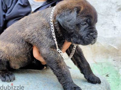 كين كورسو ـ cane Corso