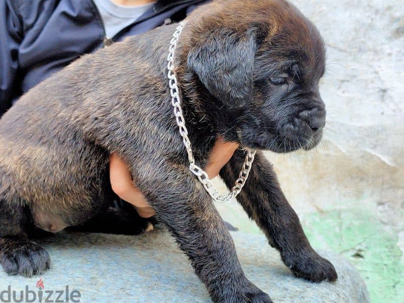 كين كورسو ـ cane Corso 0