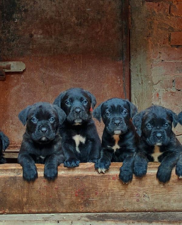 كين كورسو ـ cane Corso 1