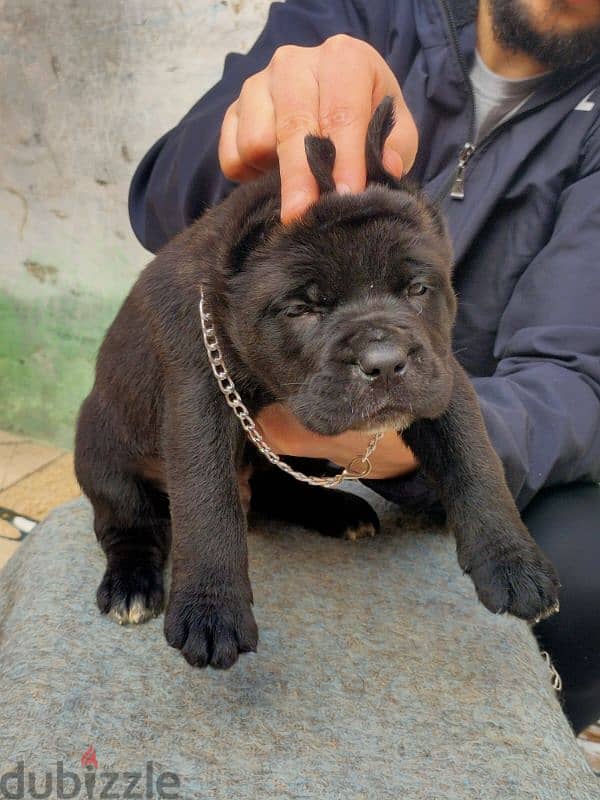 كين كورسو ـ cane Corso 3