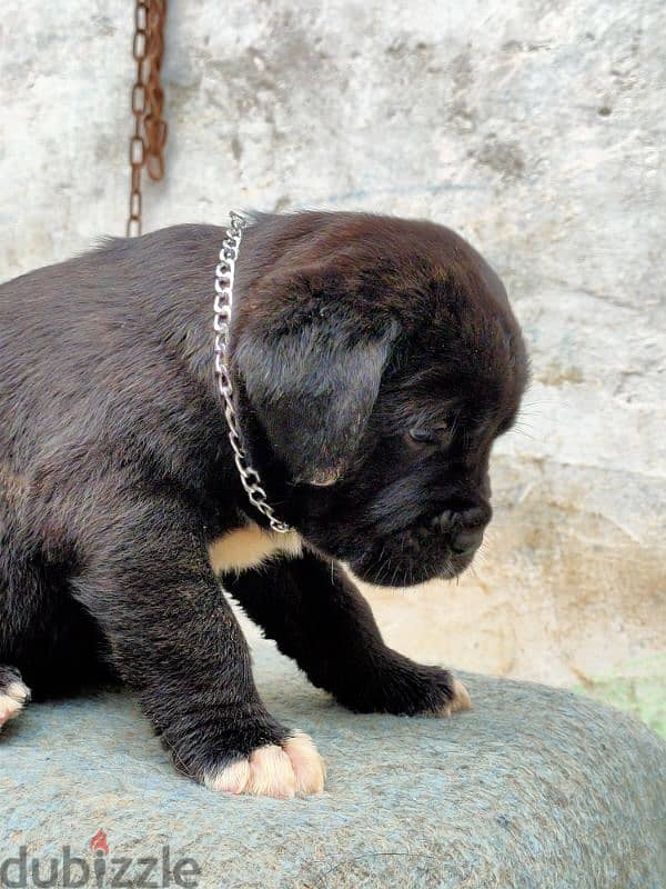 كين كورسو ـ cane Corso 4