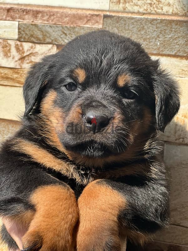 Rottweiler puppies 4