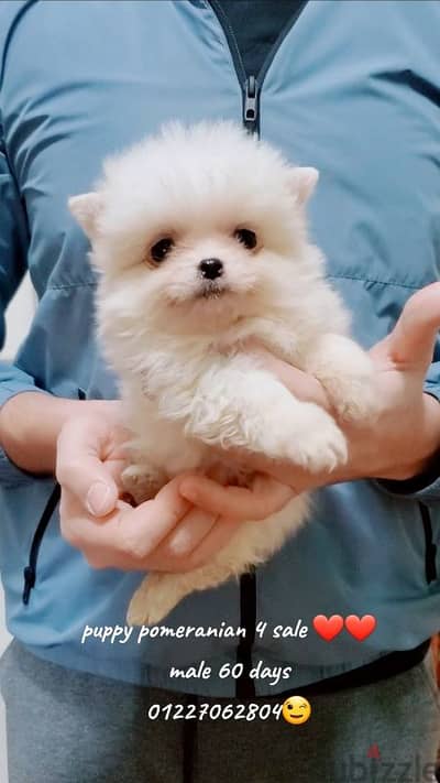 أجمل و اطعم جراوى pomeranian بومرانيان