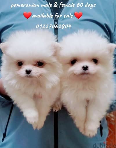 أجمل و اطعم جراوى pomeranian بومرانيان