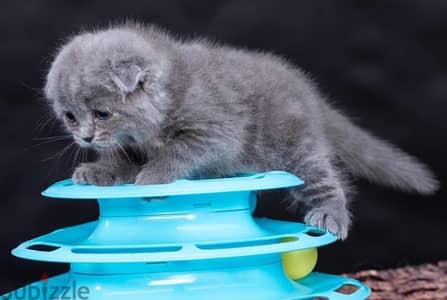 Pure Scottish Fold kittens 70 days