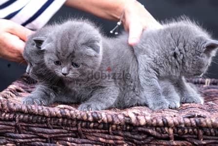 Pure Scottish Fold kittens 70 days