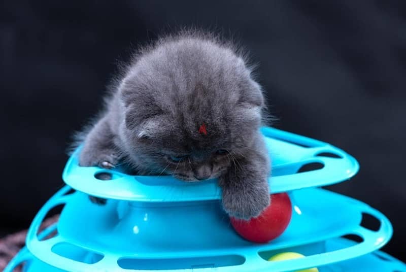 Pure Scottish Fold kittens 70 days 2