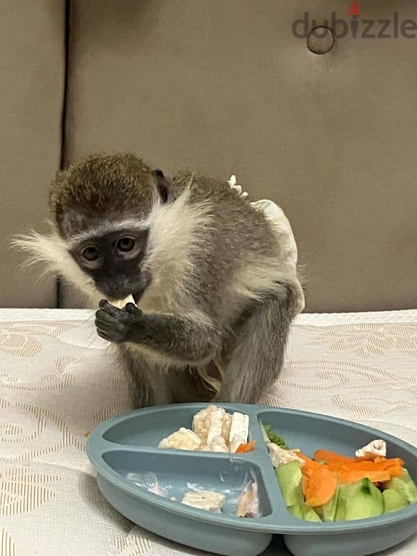 a small female vervet monkey 0