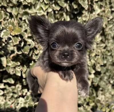 Long-haired Chihuahua Puppy For Sale With All Documents