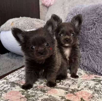 Long-haired Chihuahua Puppy For Sale With All Documents 1