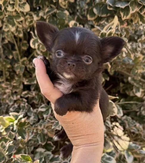 Long-haired Chihuahua Puppy For Sale With All Documents 3