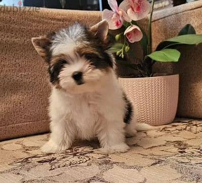 Biewer Terrier Puppy For Sale Imported With All Documents