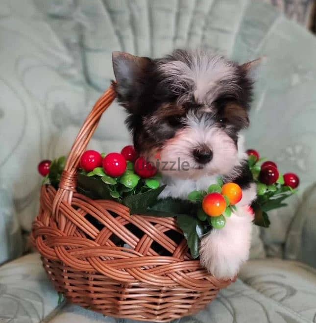 Biewer Terrier Puppy For Sale Imported With All Documents 1