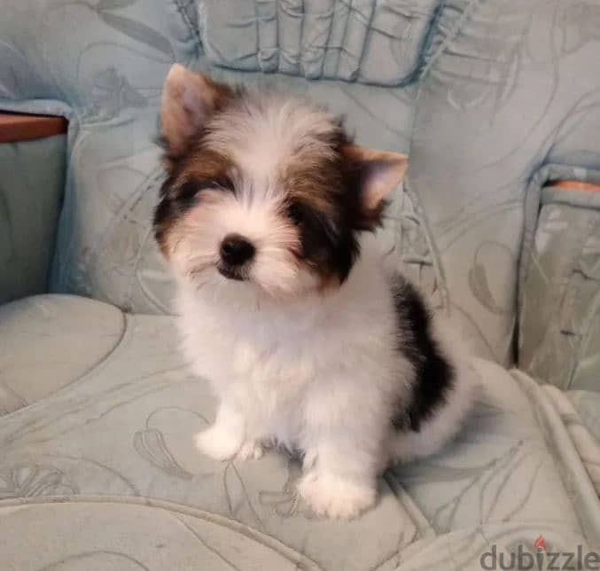 Biewer Terrier Puppy For Sale Imported With All Documents 2