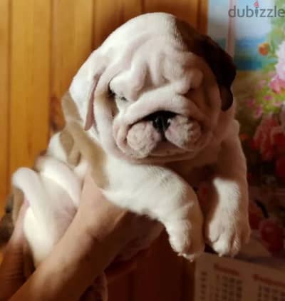 English Bulldog Puppies For Sale Imported