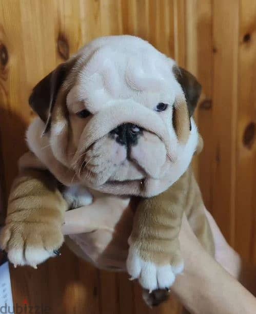 English Bulldog Puppies For Sale Imported 1