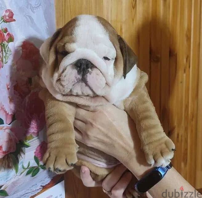 English Bulldog Puppies For Sale Imported 3