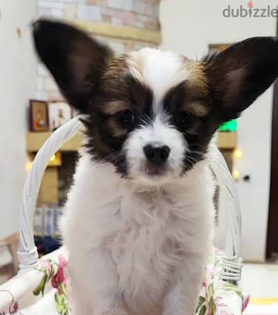 Papillon Puppy Dog For Sale From Europe With All Documents