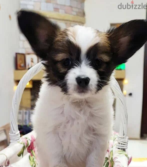 Papillon Puppy Dog For Sale From Europe With All Documents 0