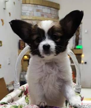 Papillon Puppy Dog For Sale From Europe With All Documents 1