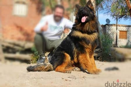 Male German shepherd puppies Female جراوي جيرمن شيبرد ذكر ولد بنت انثي