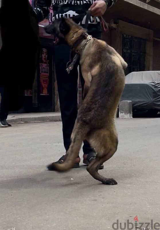 Malinois charbon for sale 8