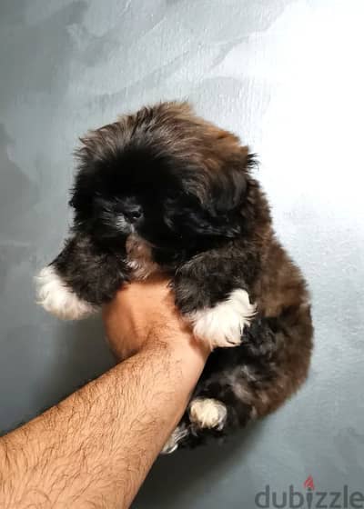 جراوي شيتزو  للفخامه والتميز ألوان من النوادر shihtzu puppy