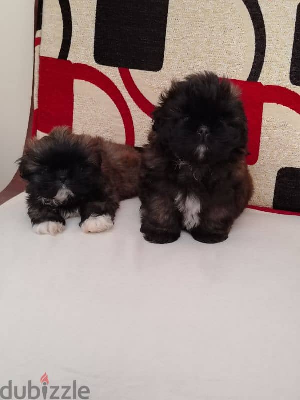 جراوي شيتزو  للفخامه والتميز ألوان من النوادر shihtzu puppy 4