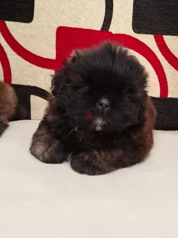 جراوي شيتزو  للفخامه والتميز ألوان من النوادر shihtzu puppy 5