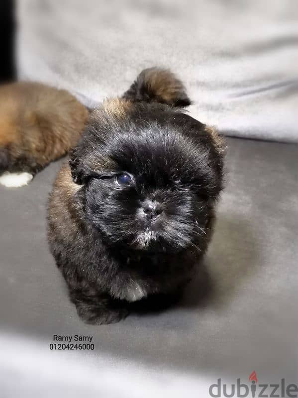 جراوي شيتزو  للفخامه والتميز ألوان من النوادر shihtzu puppy 6