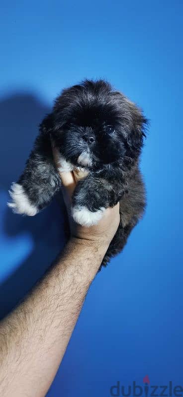 جراوي شيتزو  للفخامه والتميز ألوان من النوادر shihtzu puppy 7