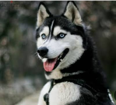 husky pure بسعري رمزي