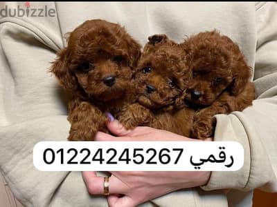 toy poodle