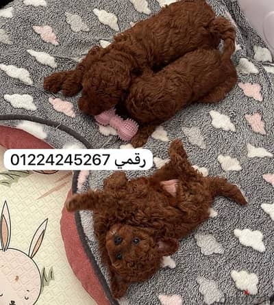 توي بودل toy poodle