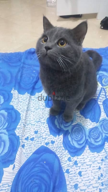 British shorthair 1