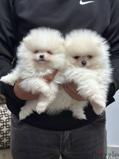 Pomeranian poodle بومرينيان بومرينين