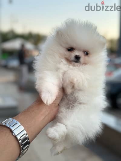 Pomeranian poodle بومرينيان بومرينين