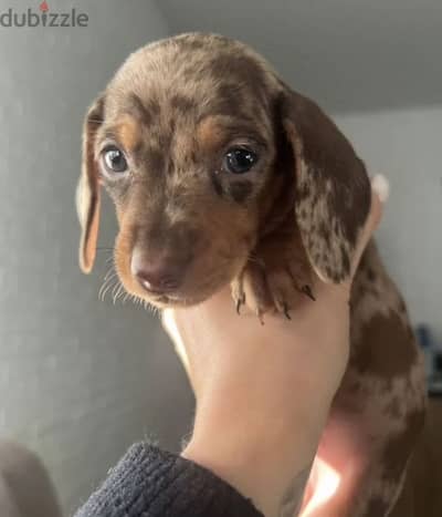 dachshund standard marble boy from Russia