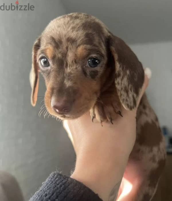 dachshund standard marble boy from Russia 0