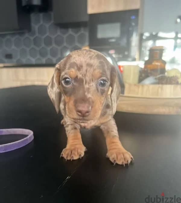 dachshund standard marble boy from Russia 1