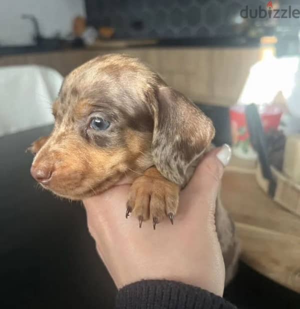 dachshund standard marble boy from Russia 2