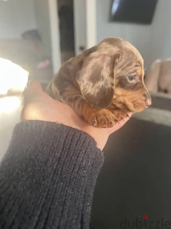 dachshund standard marble boy from Russia 4