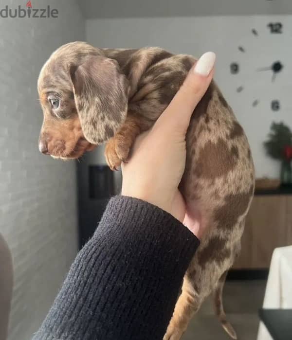 dachshund standard marble boy from Russia 7