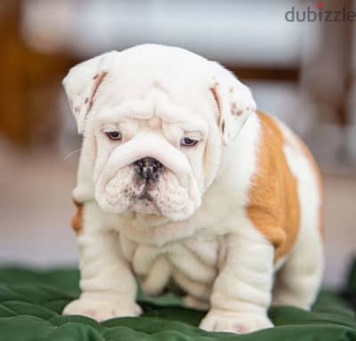 English bulldog boy from Russia