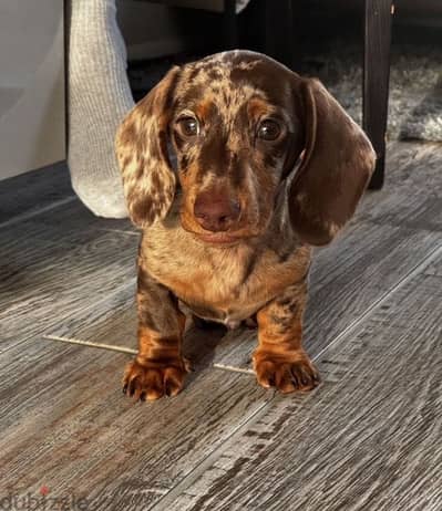 miniature dachshund puppy boy from Russia