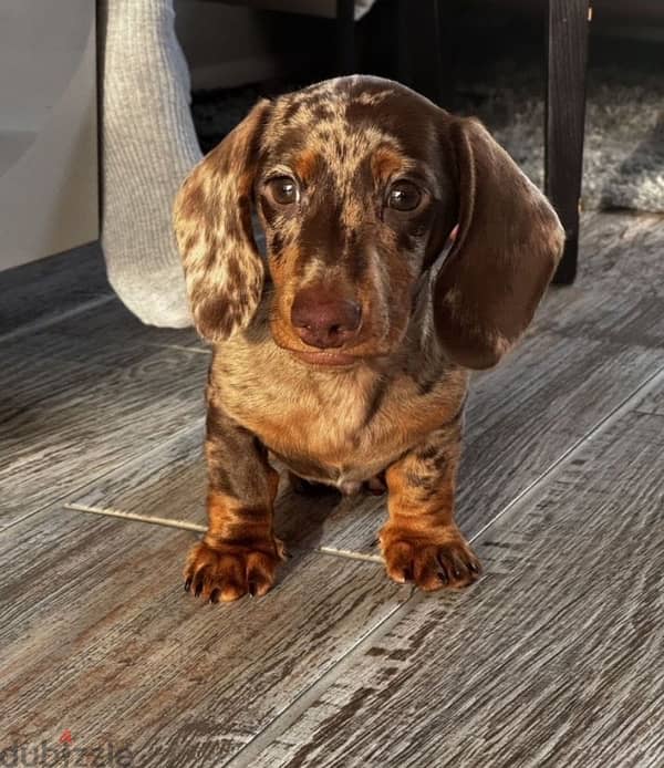 miniature dachshund puppy boy from Russia 0